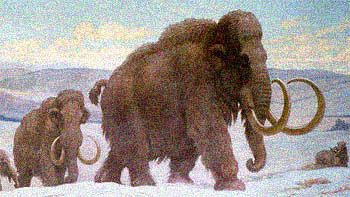 The last wooly mammoths died about 4500 years ago. 