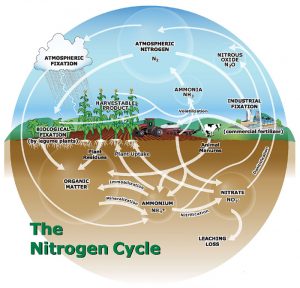 Nitrogen glut: Too much of a good thing is deadly for the biosphere ...