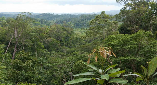 Offsets in the forests  World Rainforest Movement